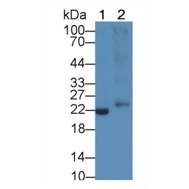 Interleukin 1 Beta (IL1b) Chicken (Gallus) Polyclonal Antibody