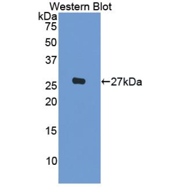 Interleukin 1 Beta (IL1b) Guinea Pig Polyclonal Antibody