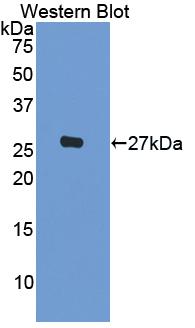 Interleukin 1 Beta (IL1b) Guinea Pig Polyclonal Antibody
