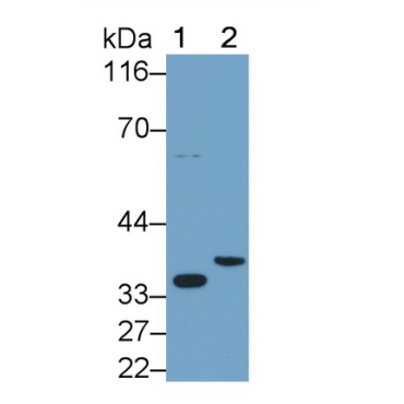 Interleukin 1 Beta (IL1b) Mouse Polyclonal Antibody