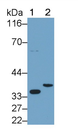 Interleukin 1 Beta (IL1b) Mouse Polyclonal Antibody