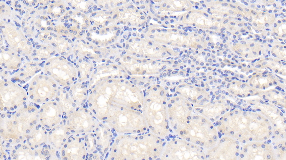 Interleukin 1 Beta (IL1b) Ovis aries; Ovine (Sheep) Polyclonal Antibody