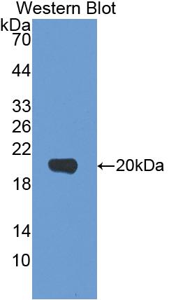 Interleukin 1 Beta (IL1b) Pig Polyclonal Antibody