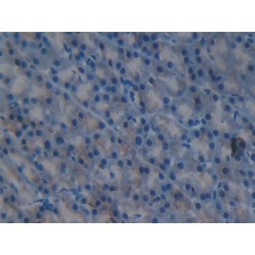 Interleukin 1 Delta (FIL1d) Mouse Polyclonal Antibody