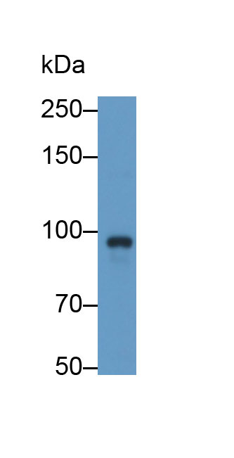 P-Selectin (SELP) Human Polyclonal Antibody