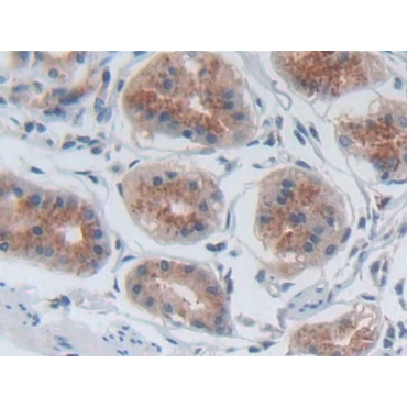 P-Selectin (SELP) Human Polyclonal Antibody