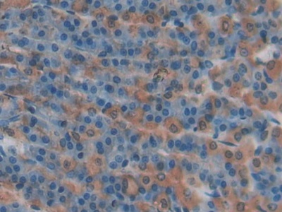 P-Selectin (SELP) Rat Polyclonal Antibody