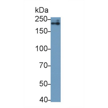 Procollagen I C-Terminal Propeptide (PICP) Mouse Polyclonal Antibody