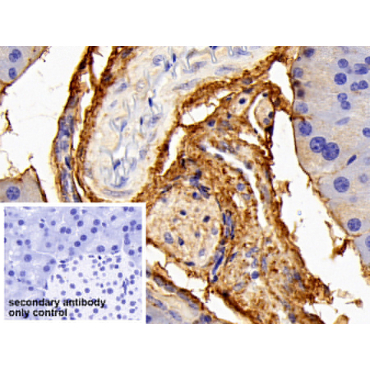 Procollagen III N-Terminal Propeptide (PIIINP) Mouse Polyclonal Antibody