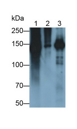 Procollagen III N-Terminal Propeptide (PIIINP) Rat Polyclonal Antibody