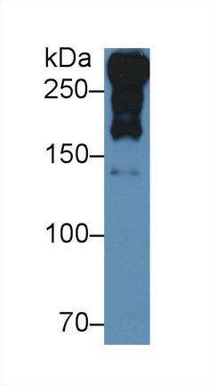 Laminin Alpha 1 (LAMA1) Rat Polyclonal Antibody