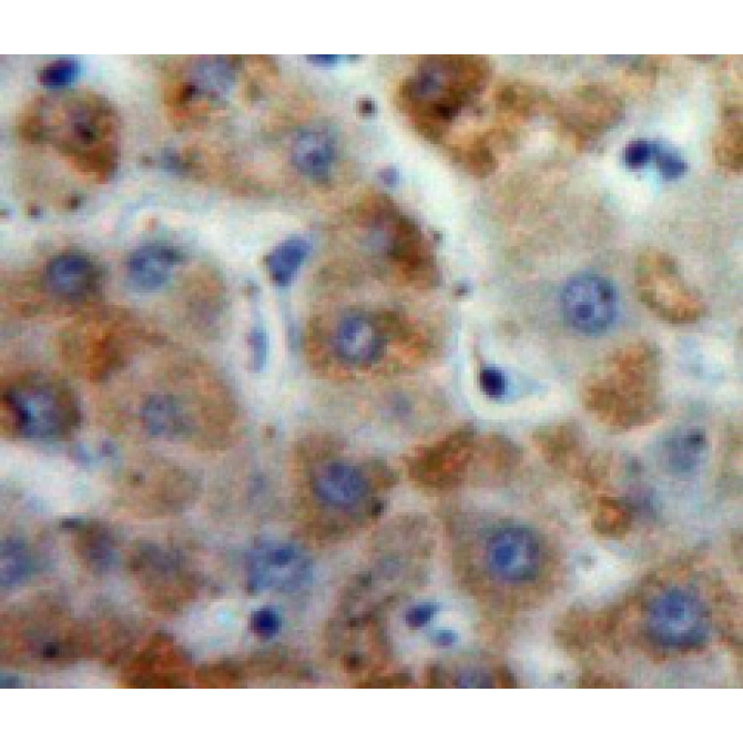 Motilin (MTL) Human Polyclonal Antibody