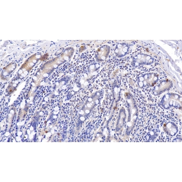 Motilin (MTL) Human Polyclonal Antibody