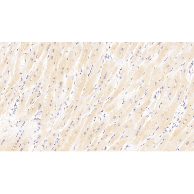 Motilin (MTL) Human Polyclonal Antibody