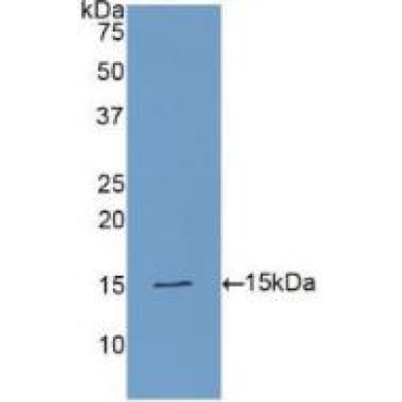 Phospholipase A2 Activating Protein (PLAP) Human Polyclonal Antibody