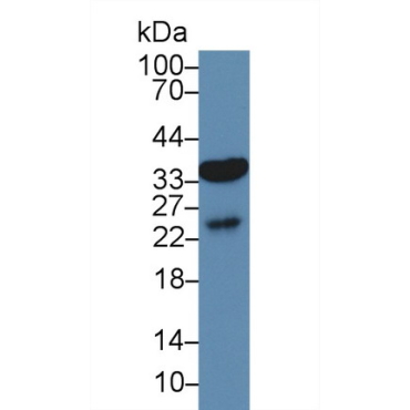 Aquaporin 9 (AQP9) Mouse Polyclonal Antibody