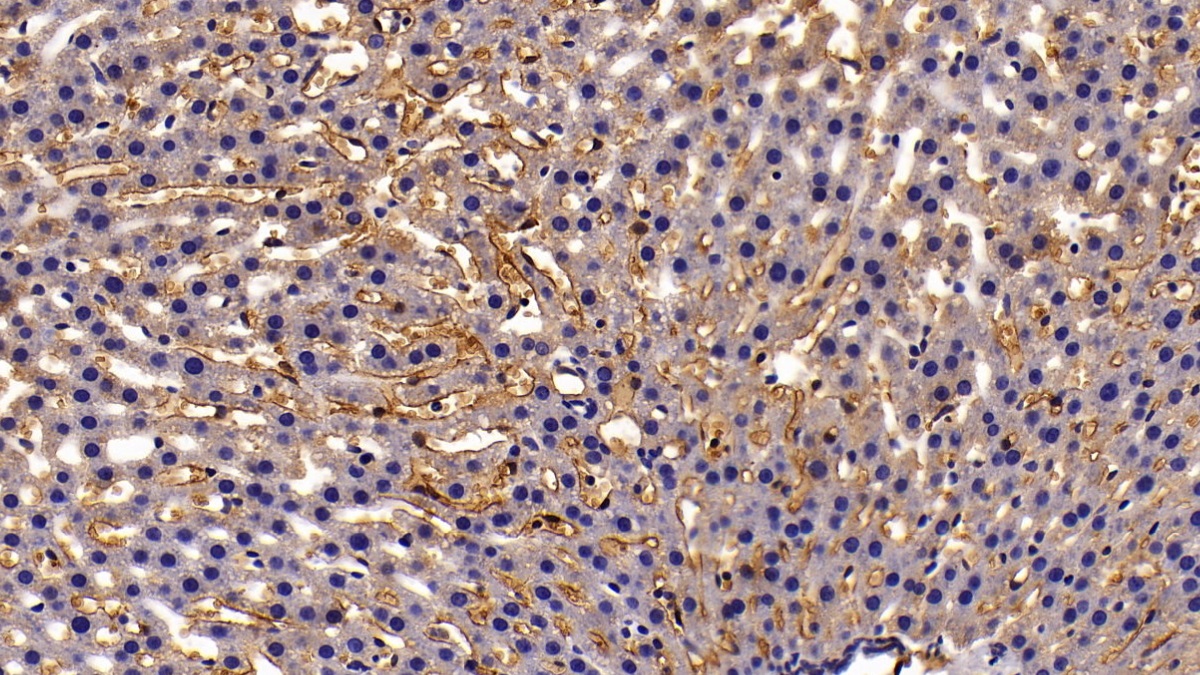 Aquaporin 1 (AQP1) Rat Polyclonal Antibody