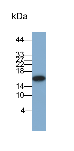 Aquaporin 1 (AQP1) Rabbit Polyclonal Antibody