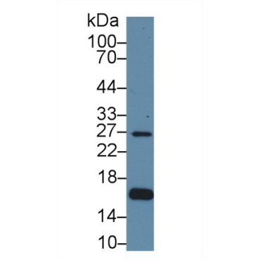 Aquaporin 2, Collecting Duct (AQP2) Human Polyclonal Antibody