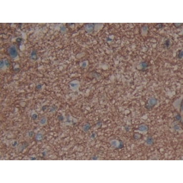 Aquaporin 4 (AQP4) Human Polyclonal Antibody