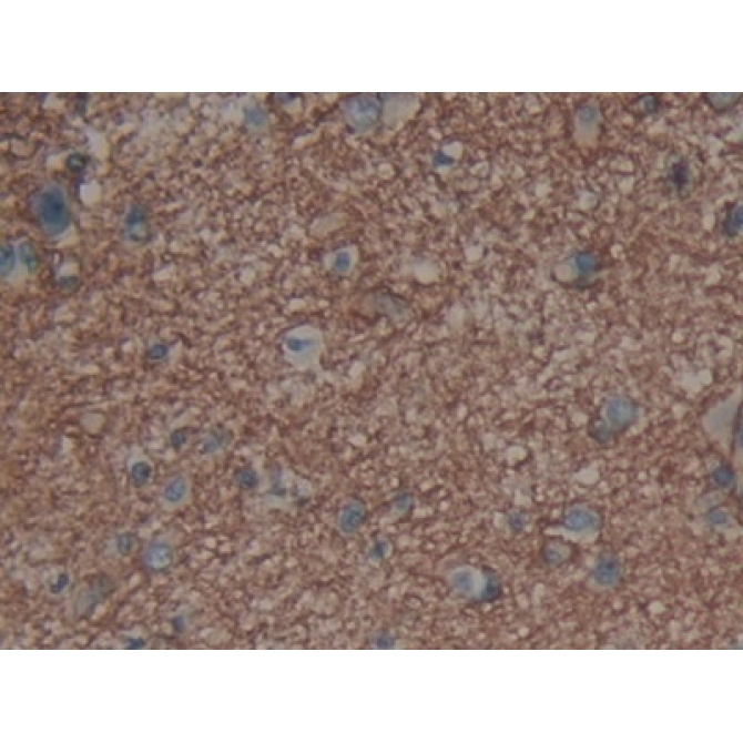 Aquaporin 4 (AQP4) Human Polyclonal Antibody