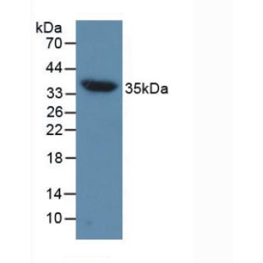 Aquaporin 4 (AQP4) Mouse Polyclonal Antibody