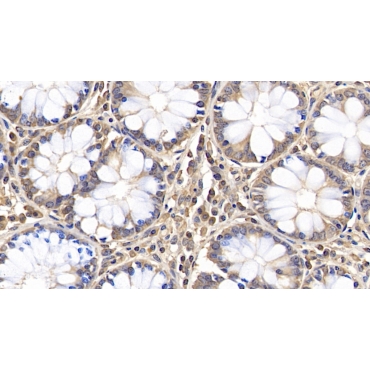 Aquaporin 5 (AQP5) Human Polyclonal Antibody