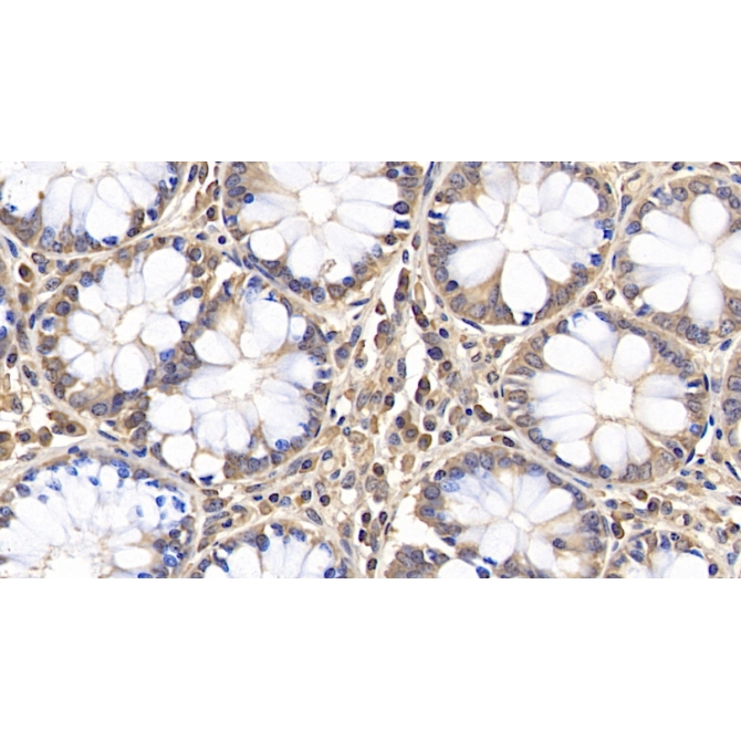 Aquaporin 5 (AQP5) Human Polyclonal Antibody