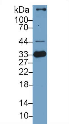 Heme Oxygenase 1 (HO1) Pig Polyclonal Antibody