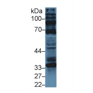 Cyclin D1 (CCND1) Bovine (Cattle) Polyclonal Antibody