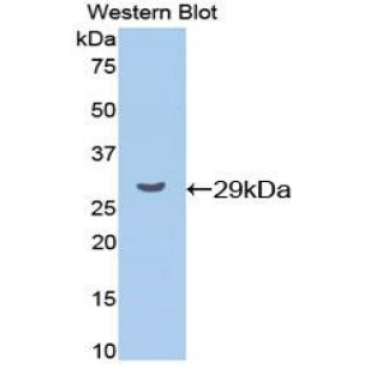 Cyclin D1 (CCND1) Mouse Polyclonal Antibody