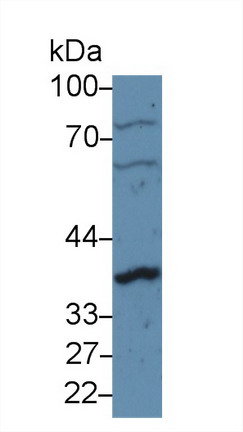 Cyclin D1 (CCND1) Rat Polyclonal Antibody