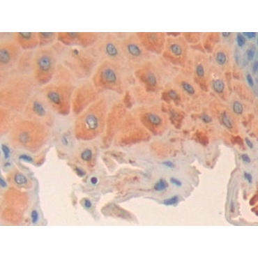 Cyclin D2 (CCND2) Human Polyclonal Antibody