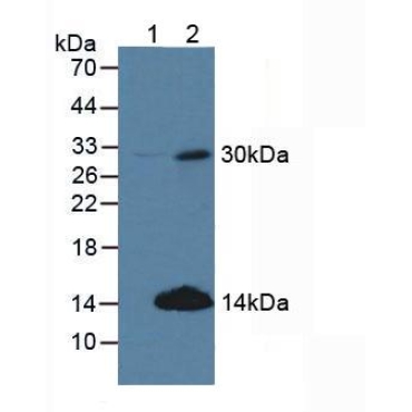 Cyclin D2 (CCND2) Mouse Polyclonal Antibody