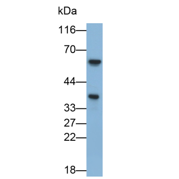 Heme Oxygenase 2, Decycling (HO2) Human Polyclonal Antibody