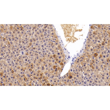 Heme Oxygenase 2, Decycling (HO2) Mouse Polyclonal Antibody