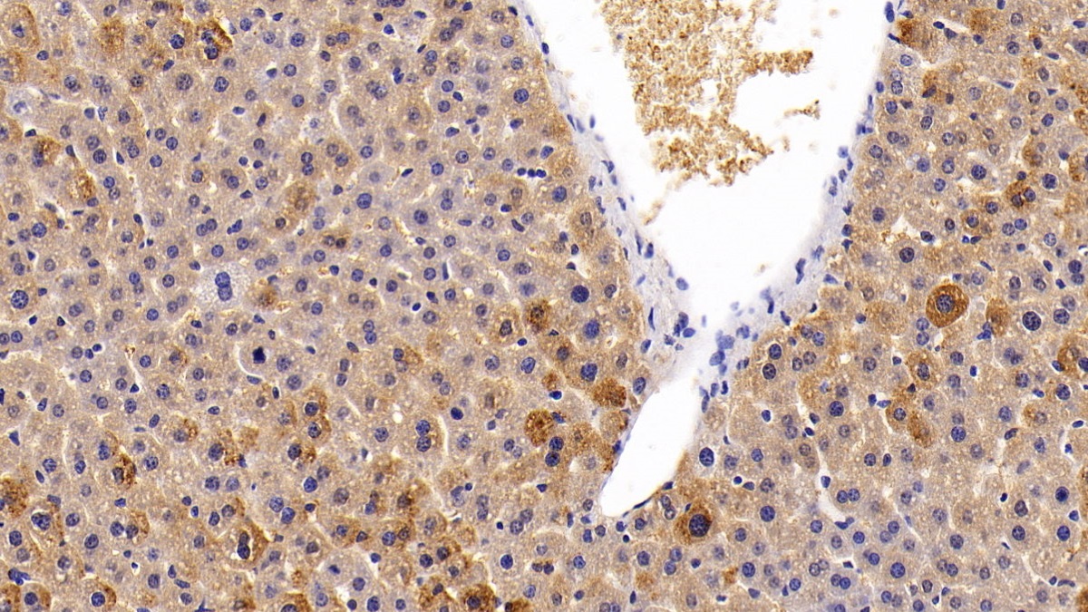 Heme Oxygenase 2, Decycling (HO2) Mouse Polyclonal Antibody