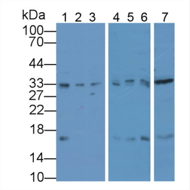 Proliferating Cell Nuclear Antigen (PCNA) Human, Mouse, Rat, Rabbit, Rhesus monkey (Simian), Canis familiaris; Canine (Dog), Pig Polyclonal Antibody