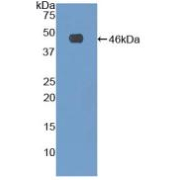 Fibrillin 1 (FBN1) Human Polyclonal Antibody