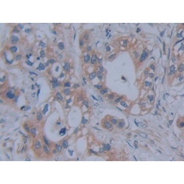 Fibrillin 1 (FBN1) Human Polyclonal Antibody