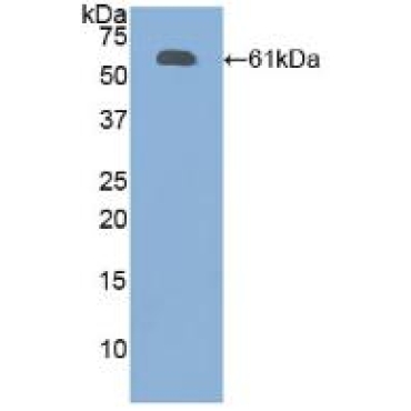 Fibrillin 1 (FBN1) Human Polyclonal Antibody