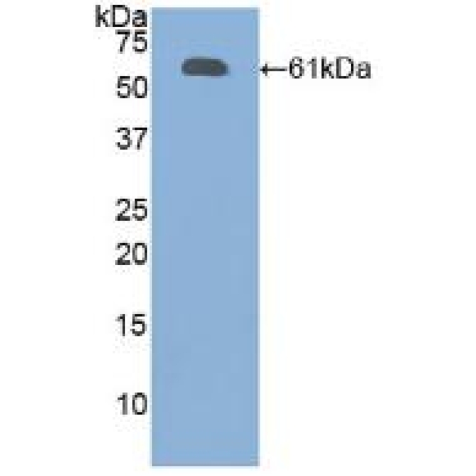 Fibrillin 1 (FBN1) Human Polyclonal Antibody