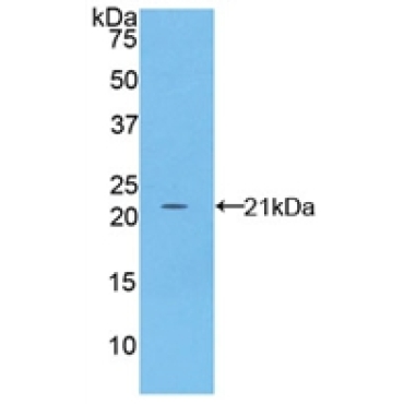 Fibrillin 1 (FBN1) Mouse Polyclonal Antibody