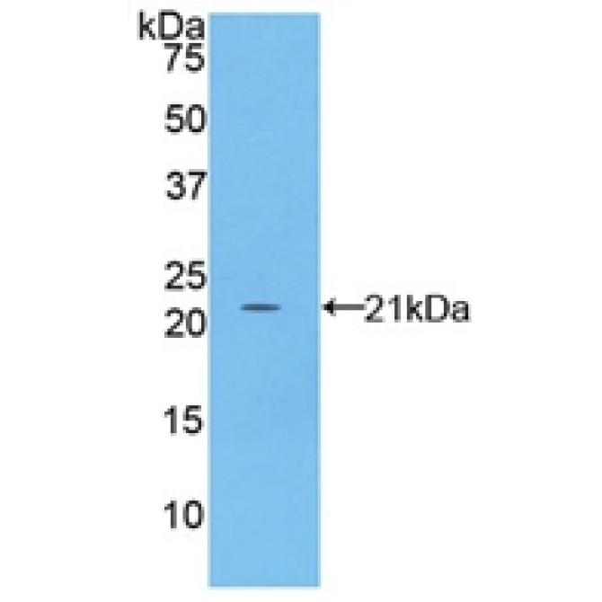 Fibrillin 1 (FBN1) Mouse Polyclonal Antibody