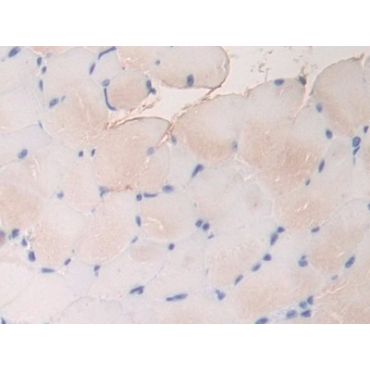 Fibrillin 1 (FBN1) Mouse Polyclonal Antibody