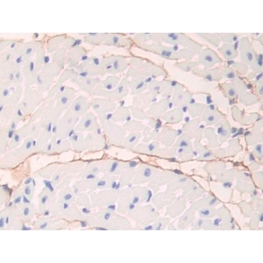 Fibrillin 1 (FBN1) Mouse Polyclonal Antibody