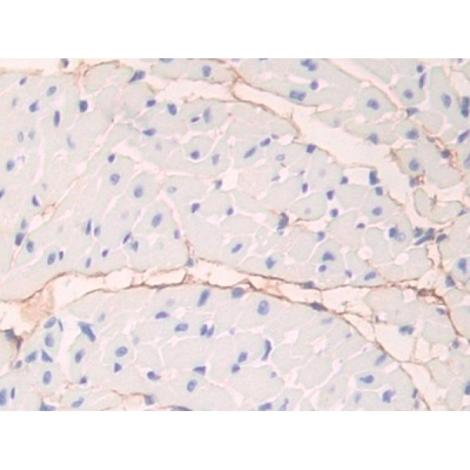 Fibrillin 1 (FBN1) Mouse Polyclonal Antibody
