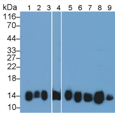 Cytochrome C (CYCS) Human Polyclonal Antibody