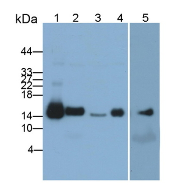 Cytochrome C (CYCS) Human, Mouse Polyclonal Antibody