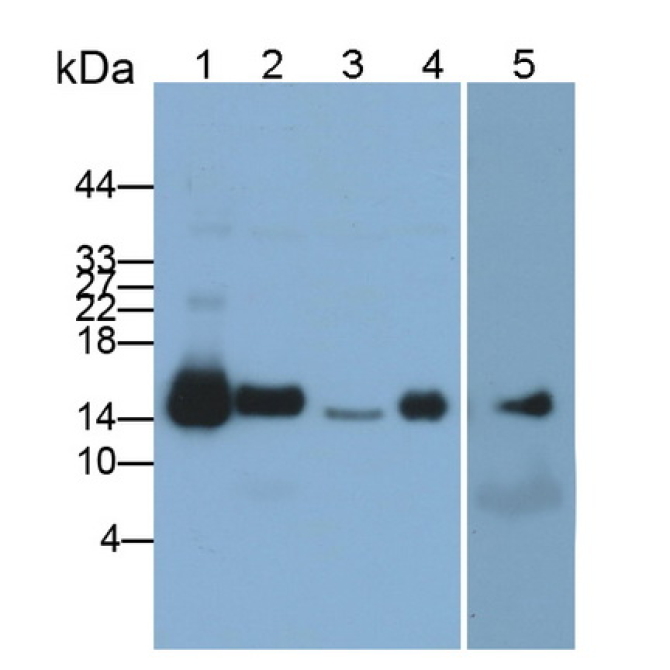 Cytochrome C (CYCS) Human, Mouse Polyclonal Antibody